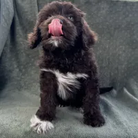 AKC Nalo, a male Portuguese Water Dog for sale in Honolulu, HI – 4 of 4