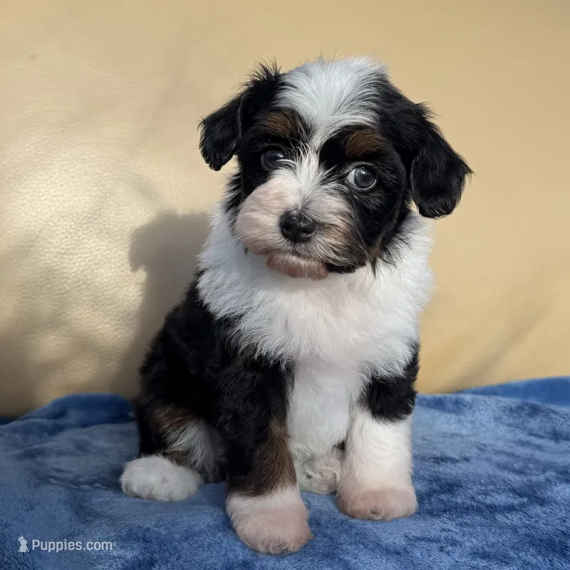 Kiwi Toy Aussipoo – Poodle - Toy , Toy Australian Shepherd puppy for sale in Honolulu, HI