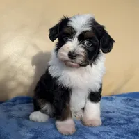 Kiwi Toy Aussipoo, a female Poodle - Toy  and Toy Australian Shepherd for sale in Honolulu, HI – 1 of 2