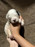 Snoopy, a male Portuguese Water Dog for sale in Honolulu, HI – 1 of 4