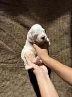 Snoopy, a male Portuguese Water Dog for sale in Honolulu, HI – 4 of 4