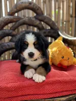 Lilac, a female Bernese Mountain Dog for sale in Honolulu, HI – Photo 2 of 3