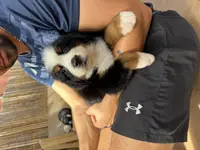 Lilac, a female Bernese Mountain Dog for sale in Honolulu, HI – Photo 3 of 3