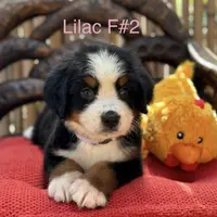 Lilac, a female Bernese Mountain Dog for sale in Honolulu, HI – Photo 1 of 3