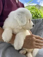 Snoopy, a male Portuguese Water Dog for sale in Honolulu, HI – 2 of 4