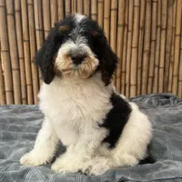 Training  included OAHU, a male Poodle - Standard  for sale in Honolulu, HI – Photo 4 of 10