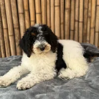 Training  included OAHU, a male Poodle - Standard  for sale in Honolulu, HI – Photo 9 of 10