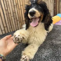 Training  included OAHU, a male Poodle - Standard  for sale in Honolulu, HI – Photo 1 of 10