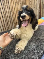 processed/0458dfb4-509b-4288-9aa4-3dc902da5339/listing/aa9fbeba-ba28-4cef-8b06-d9beee267cdb/69589f6b-4ad8-4ade-ac5a-27a6802cf3d7