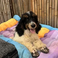 Training  included OAHU, a male Poodle - Standard  for sale in Honolulu, HI – Photo 5 of 10