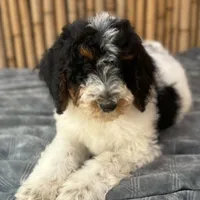 Training  included OAHU, a male Poodle - Standard  for sale in Honolulu, HI – Photo 2 of 10