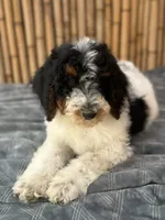 processed/0458dfb4-509b-4288-9aa4-3dc902da5339/listing/aa9fbeba-ba28-4cef-8b06-d9beee267cdb/aff7d9aa-9133-418b-9a1c-af5a3265be37