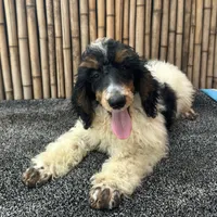 Training  included OAHU, a male Poodle - Standard  for sale in Honolulu, HI – Photo 6 of 10