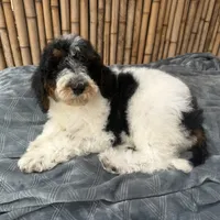 Training  included OAHU, a male Poodle - Standard  for sale in Honolulu, HI – Photo 8 of 10