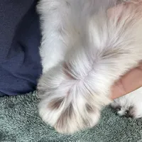 Training  included OAHU, a male Poodle - Standard  for sale in Honolulu, HI – Photo 10 of 10