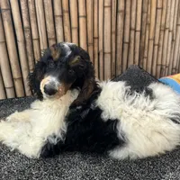Training  included OAHU, a male Poodle - Standard  for sale in Honolulu, HI – Photo 7 of 10