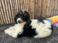 processed/0458dfb4-509b-4288-9aa4-3dc902da5339/listing/aa9fbeba-ba28-4cef-8b06-d9beee267cdb/ff798e71-b5ff-4449-b21f-430df1c2fbd9