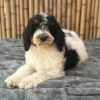 Training  included OAHU, a male Poodle - Standard  for sale in Honolulu, HI – Photo 3 of 10