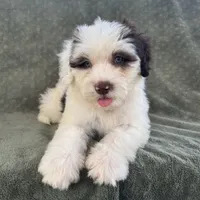 Nilla, a female Portuguese Water Dog for sale in Honolulu, HI – 4 of 4