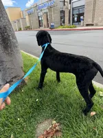 CharlieSpayed, a female Portuguese Water Dog for sale in Honolulu, HI – Photo 3 of 3