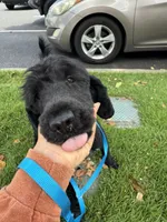 CharlieSpayed, a female Portuguese Water Dog for sale in Honolulu, HI – Photo 2 of 3