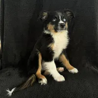 Zoom Blue Eyes, a male Toy Australian Shepherd for sale in Honolulu, HI – 5 of 5