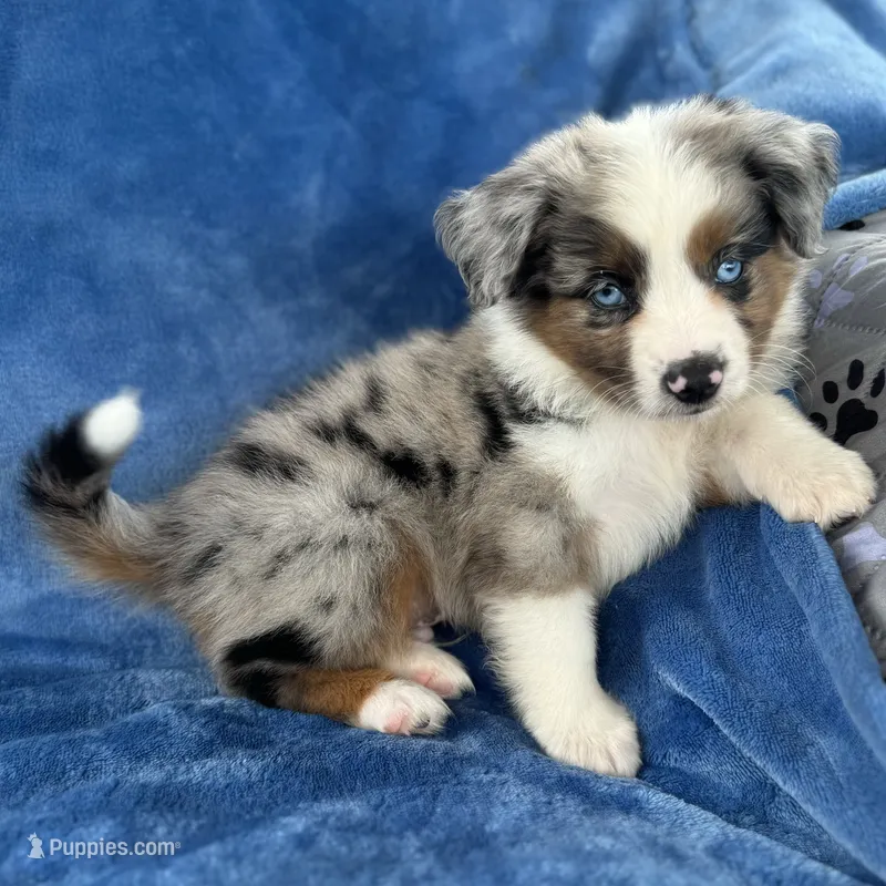 Makani – Toy Australian Shepherd puppy for sale in Honolulu, HI