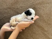 Silver, a female Portuguese Water Dog for sale in Honolulu, HI – 4 of 7