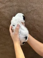 Silver, a female Portuguese Water Dog for sale in Honolulu, HI – 5 of 7