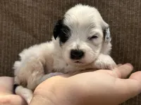 Silver, a female Portuguese Water Dog for sale in Honolulu, HI – 7 of 7