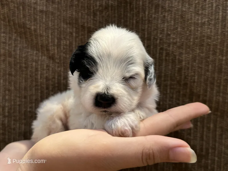 Silver – Portuguese Water Dog puppy for sale in Honolulu, HI