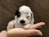 Silver, a female Portuguese Water Dog for sale in Honolulu, HI – 1 of 7