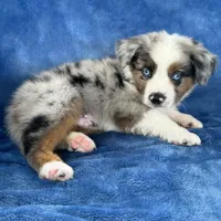 Makani, a male Toy Australian Shepherd for sale in Honolulu, HI – 5 of 5
