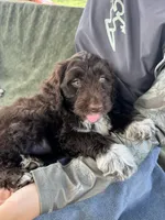 Nakoa, a male Portuguese Water Dog for sale in Honolulu, HI – 4 of 4
