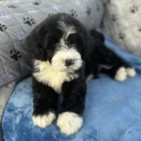 Moana, a female Portuguese Water Dog for sale in Honolulu, HI – 2 of 5