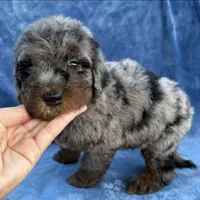 Maya blue Merle , a female Bernedoodle for sale in Honolulu, HI – 3 of 5