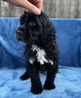 Kai, a male Portuguese Water Dog for sale in Honolulu, HI – 4 of 5