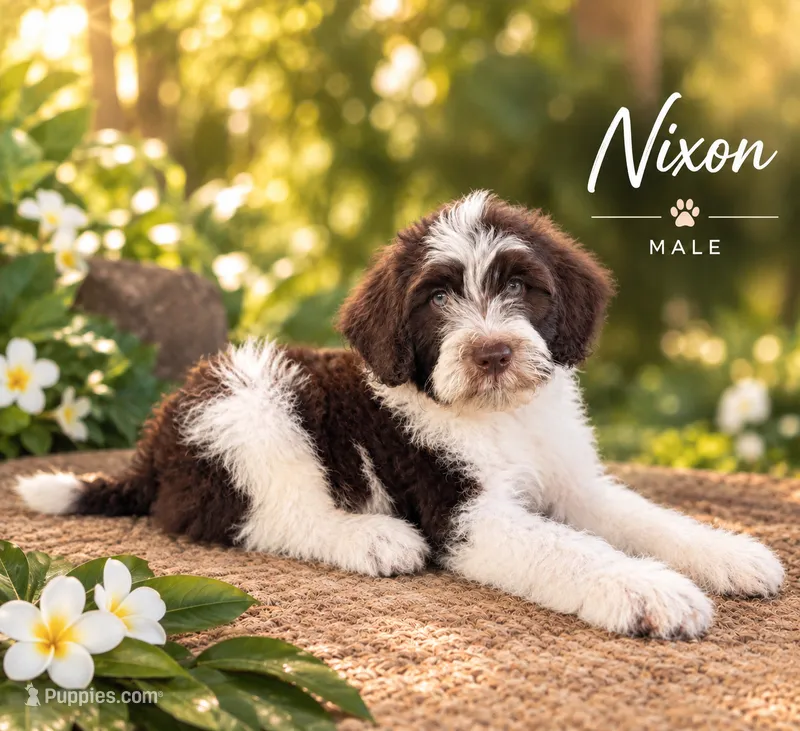AKC Nixon – Portuguese Water Dog puppy for sale in Honolulu, HI