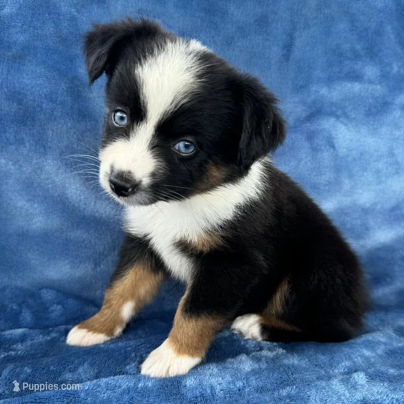 Neha Guardian home – Toy Australian Shepherd puppy for sale in Honolulu, HI