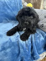 Kona, a female Portuguese Water Dog for sale in Honolulu, HI – 3 of 3