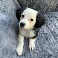 Lychee, a female Toy Australian Shepherd and Miniature Bernedoodle for sale in Honolulu, HI – 3 of 5
