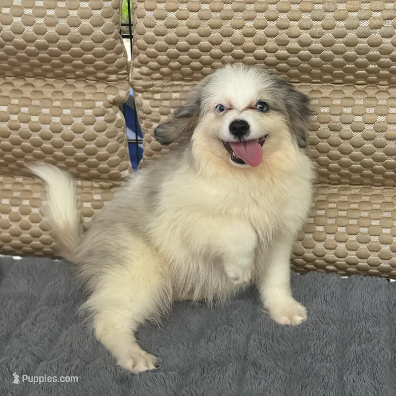 Buddy Blue Eyes Merle – Toy Australian Shepherd, Miniature Bernedoodle puppy for sale in Honolulu, HI