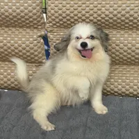 Legolas, a male Toy Australian Shepherd and Miniature Bernedoodle for sale in Honolulu, HI – 4 of 8
