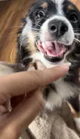 Tessa, a female Toy Australian Shepherd for sale in Honolulu, HI – 4 of 6
