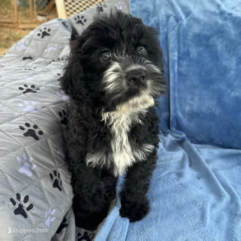 Kanani – Portuguese Water Dog puppy for sale in Honolulu, HI