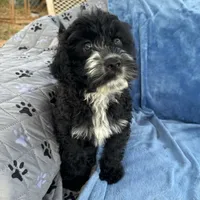 Kanani, a female Portuguese Water Dog for sale in Honolulu, HI – 1 of 3