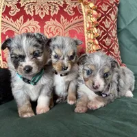 Sprinkle, a female Toy Australian Shepherd for sale in Honolulu, HI – Photo 5 of 5