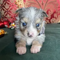 Sprinkle, a female Toy Australian Shepherd for sale in Honolulu, HI – Photo 2 of 5
