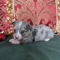 Sprinkle, a female Toy Australian Shepherd for sale in Honolulu, HI – Photo 3 of 5