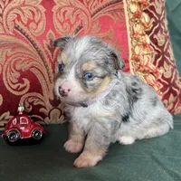 Sprinkle, a female Toy Australian Shepherd for sale in Honolulu, HI – Photo 1 of 5